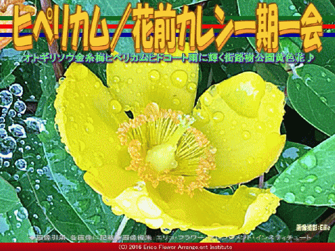 ヒペリカム 花前カレン一期一会 京この頃 北洞院エリ子花前カレン