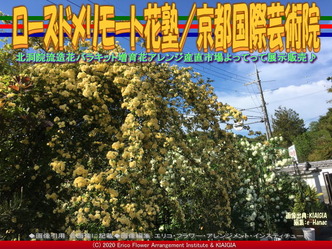ローズドメリモート花塾(5)／京都国際芸術院画像01
▼画像クリックで640x480pxlsに拡大＠北洞院エリ子花前カレン