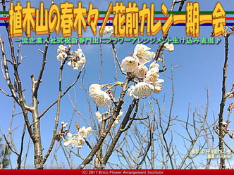 植木山の春木(4)／花前カレン一期一会画像01