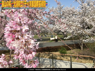 嵐山の桜(3)/北洞院エリ子@京都国際芸術院画像01
▼画像クリックで1280x960pxlsに拡大@北洞院エリ子花前カレン 嵐山の桜(3)/北洞院エリ子@京都国際芸術院画像01
▼画像クリックで1280x960pxlsに拡大@北洞院エリ子花前カレン