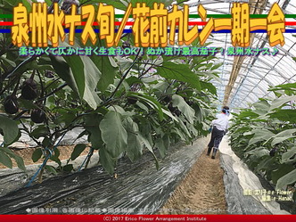 泉州水ナス旬(3)/花前カレン一期一会画像02 泉州水ナス旬(3)/花前カレン一期一会画像02