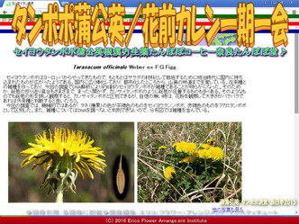 タンポポ／花前カレン画像02