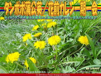 タンポポ蒲公英／花前カレン一期一会画像02