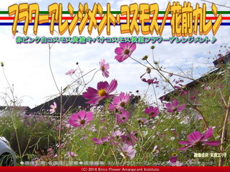 コスモス・フラワーアレンジ(3)/花前カレン画像01 コスモス・フラワーアレンジ(3)/花前カレン画像01