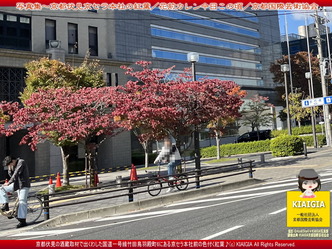 京この頃写真集～京都伏見京セラ本社の紅葉(3)／花前カレン画像
▼画像クリックで1280x960pxlsに拡大＠北洞院エリ子花前カレン