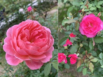 中之島公園のバラ@裕子/京都国際芸術院画像02
▼画像クリックで1280x960pxlsに拡大@北洞院エリ子花前カレン 中之島公園のバラ@裕子/京都国際芸術院画像02
▼画像クリックで1280x960pxlsに拡大@北洞院エリ子花前カレン