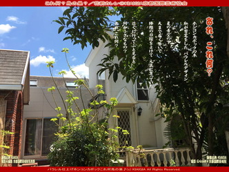 これ何？鳥の巣？／花前カレン画像01
▼画像クリックで1280x960pxlsに拡大＠北洞院エリ子花前カレン