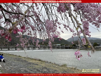 嵐山桜満開(3)／花前カレン画像01
▼画像クリックで1280x960pxlsに拡大＠北洞院エリ子花前カレン