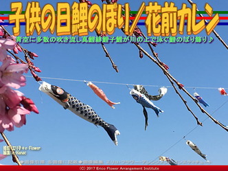 子供の日鯉のぼり/花前カレン画像03 子供の日鯉のぼり/花前カレン画像03