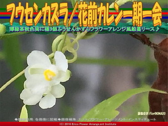 フウセンカズラ／花前カレン一期一会画像03