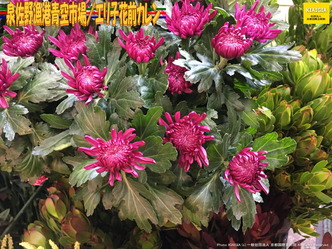 泉佐野漁港青空市場(5)/エリ子花前カレン画像02
▼画像クリックで1280x960pxlsに拡大@北洞院エリ子花前カレン 泉佐野漁港青空市場(5)/エリ子花前カレン画像02
▼画像クリックで1280x960pxlsに拡大@北洞院エリ子花前カレン