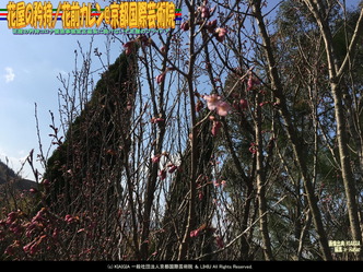 花屋の矜持(2)／花前カレン@京都国際芸術院画像02
▼画像クリックで1280x960pxlsに拡大＠北洞院エリ子花前カレン