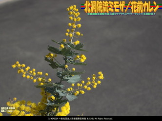 北洞院流ミモザ(6)/花前カレン画像02
▼画像クリックで1280x960pxlsに拡大@北洞院エリ子花前カレン 北洞院流ミモザ(6)/花前カレン画像02
▼画像クリックで1280x960pxlsに拡大@北洞院エリ子花前カレン