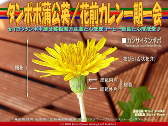 タンポポ蒲公英(2)／花前カレン画像01