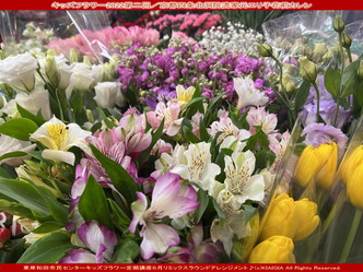 キッズフラワー2022第二回(5)／エリ子花前カレン画像02
▼画像クリックで長辺1280x短辺960pxlsに拡大＠北洞院エリ子花前カレン