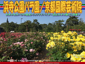 浜寺公園バラ園(3)/京都国際芸術院画像01
▼画像クリックで640x480pxlsに拡大@エリ子花前カレン 浜寺公園バラ園(3)/京都国際芸術院画像01
▼画像クリックで640x480pxlsに拡大@エリ子花前カレン