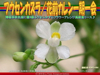 風船葛／花前カレン一期一会画像02