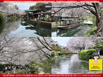 桜満開～京都伏見第20回桜まつり(4)＠桃山語り部の道／花前カレン画像
▼画像クリックで1280x960pxlsに拡大＠北洞院エリ子花前カレン