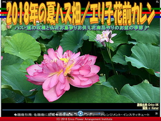 2018年の夏ハス畑(4)/エリ子花前カレン画像02
▼画像クリックで640x480pxlsに拡大@エリ子花前カレン 2018年の夏ハス畑(4)/エリ子花前カレン画像02
▼画像クリックで640x480pxlsに拡大@エリ子花前カレン