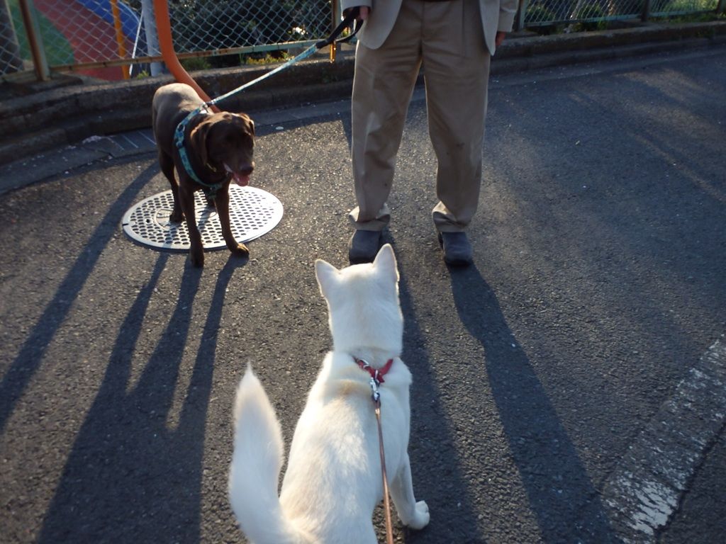 ハナマメの思い出 紀州犬 マナ 愛 の毎日 ハナマメの思い出 紀州犬 マナ 愛 の毎日
