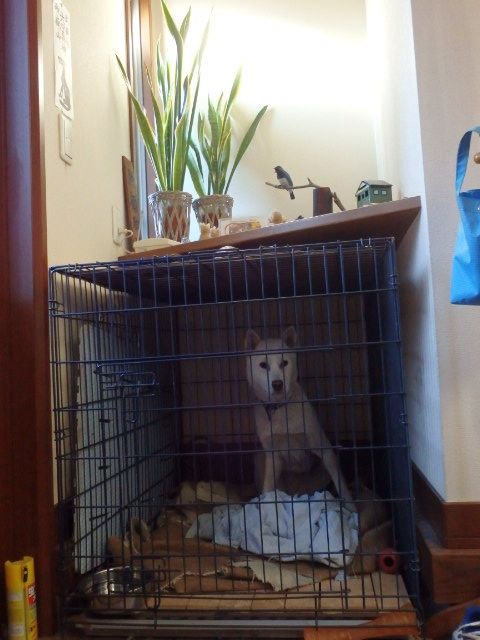 玄関犬 紀州犬 マナ 愛 の毎日