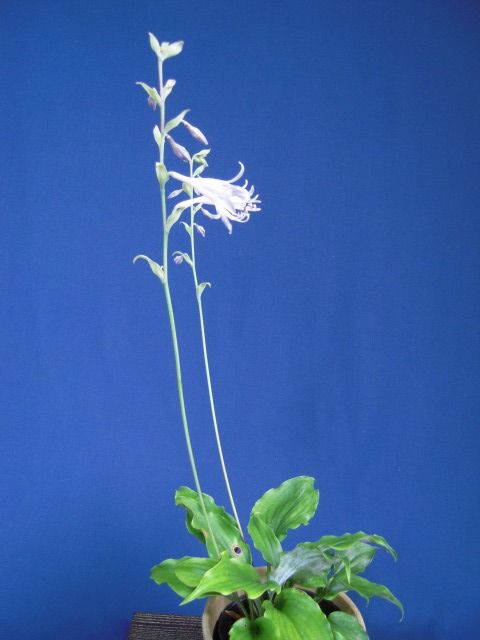 一番の贈り物 セトウチギボウシ（瀬戸内擬宝珠） : ミニ盆栽と山野草 花