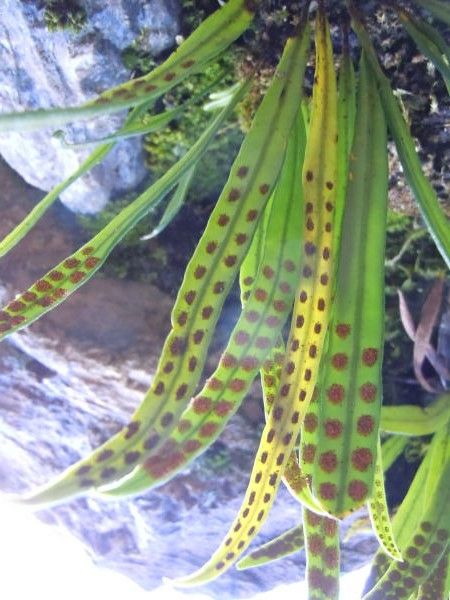 ノキシノブ（軒忍） : ミニ盆栽と山野草
