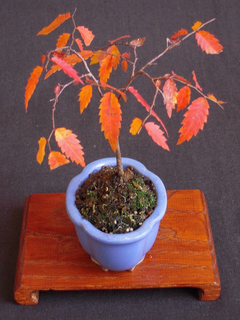 ケヤキ紅葉 ミニ盆栽と山野草 ケヤキ紅葉 ミニ盆栽と山野草