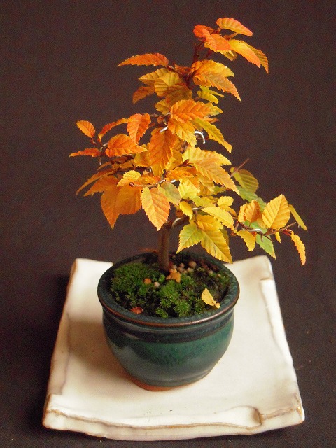 ソロ（アカシデ）黄葉 : ミニ盆栽と山野草