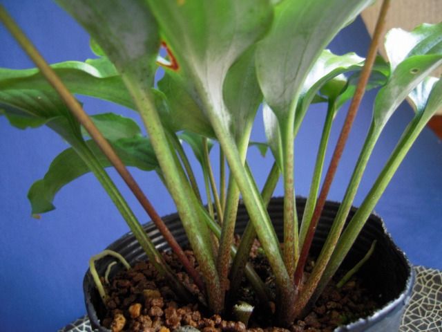 ウラジロギボウシ｜園芸日記bykusaokina｜みんなの趣味の園芸