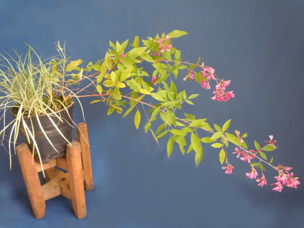 ミヤギノハギ 宮城野萩 ミニ盆栽と山野草 ミヤギノハギ 宮城野萩 ミニ盆栽と山野草