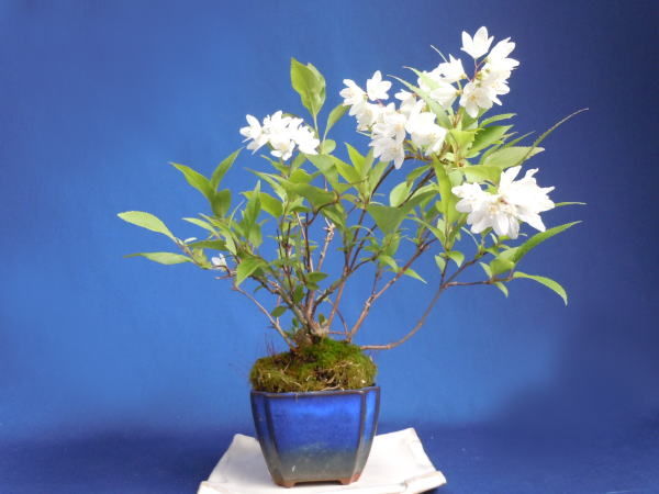 ヒメウツギ 姫空木 ミニ盆栽と山野草