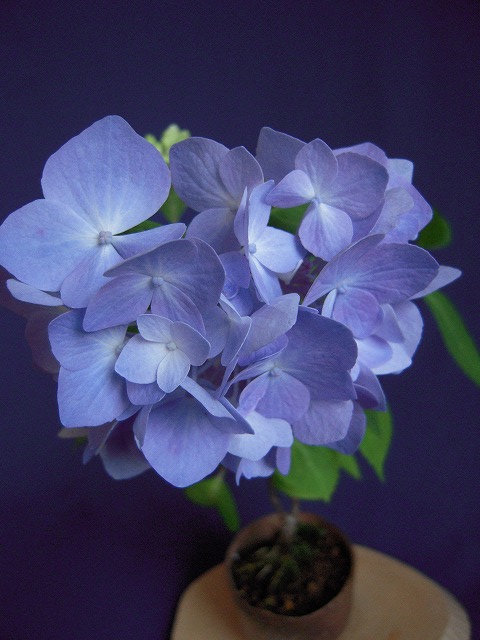 アジサイ 紫陽花 ミニ盆栽と山野草