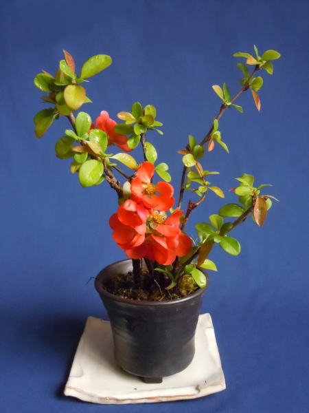 クサボケ 草木瓜 ミニ盆栽と山野草 クサボケ 草木瓜 ミニ盆栽と山野草