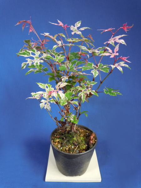 斑入りノブドウ（野葡萄） : ミニ盆栽と山野草