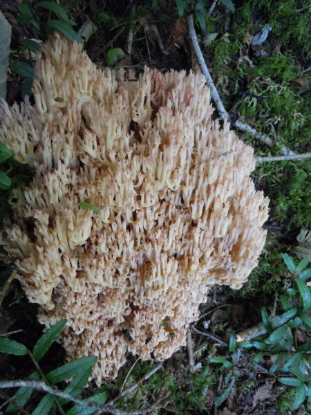 ミニ盆栽と山野草