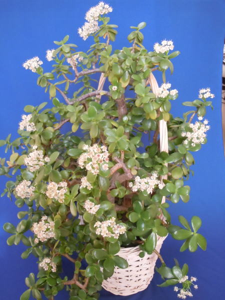 ダラープラント 金のなる木 or 花月 ミニ盆栽と山野草 ダラープラント 金のなる木 or 花月 ミニ盆栽と山野草