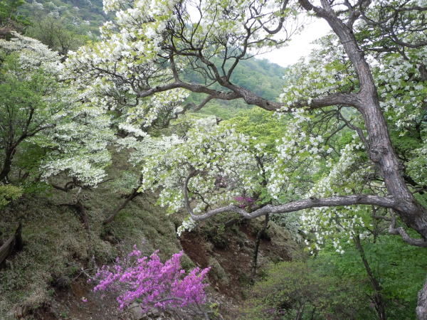 シロヤシオ 白八汐 ミニ盆栽と山野草
