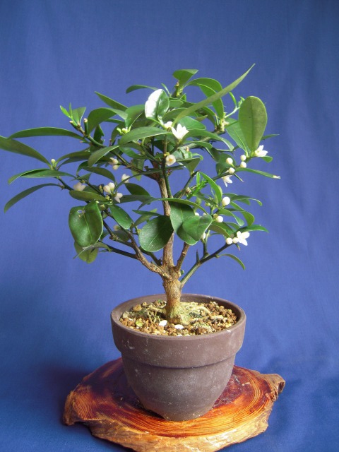 キンズ 金豆 の花 ミニ盆栽と山野草