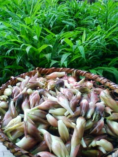 夏みょうがとみょうが畑 山荘だより 夏みょうがとみょうが畑 山荘だより