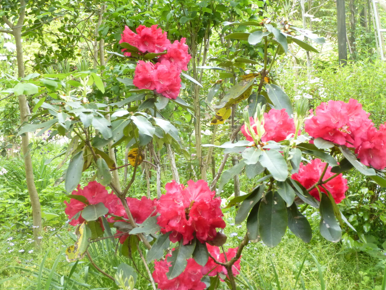 赤い花 白い花 山荘だより