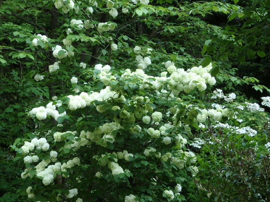 白い花 赤い花 山荘だより