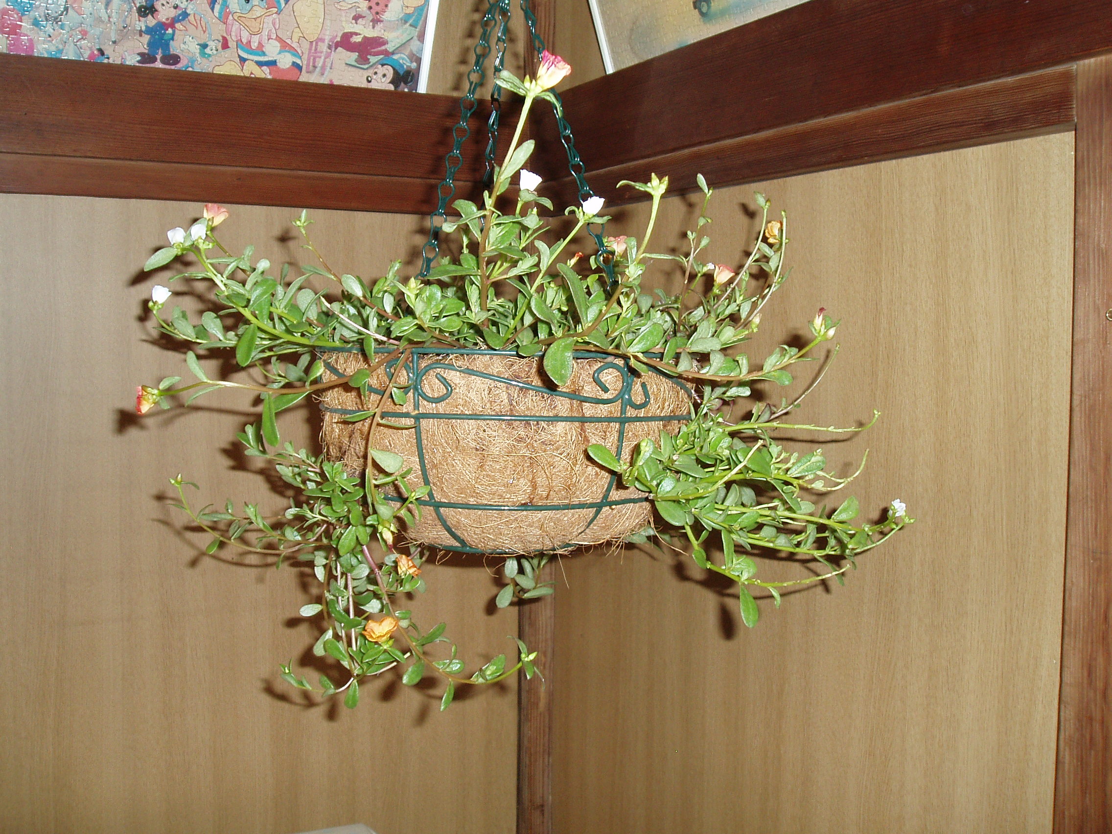 ポーチュラカのハンギングバスケット ガーデン 夢びより