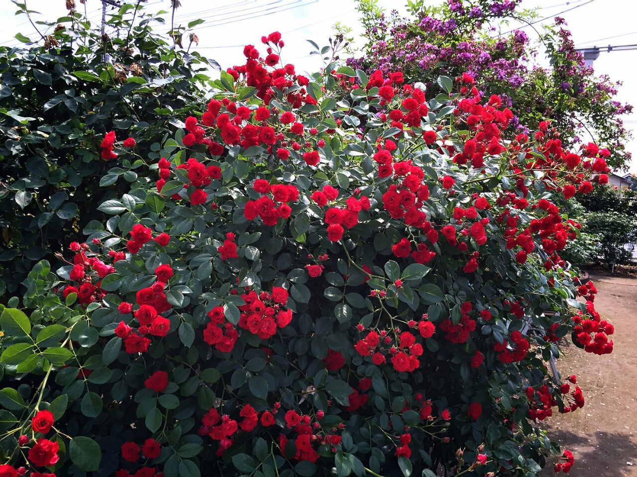 駅前デイ ばら園 あじさい壁画 花みづきグループ スタッフblog