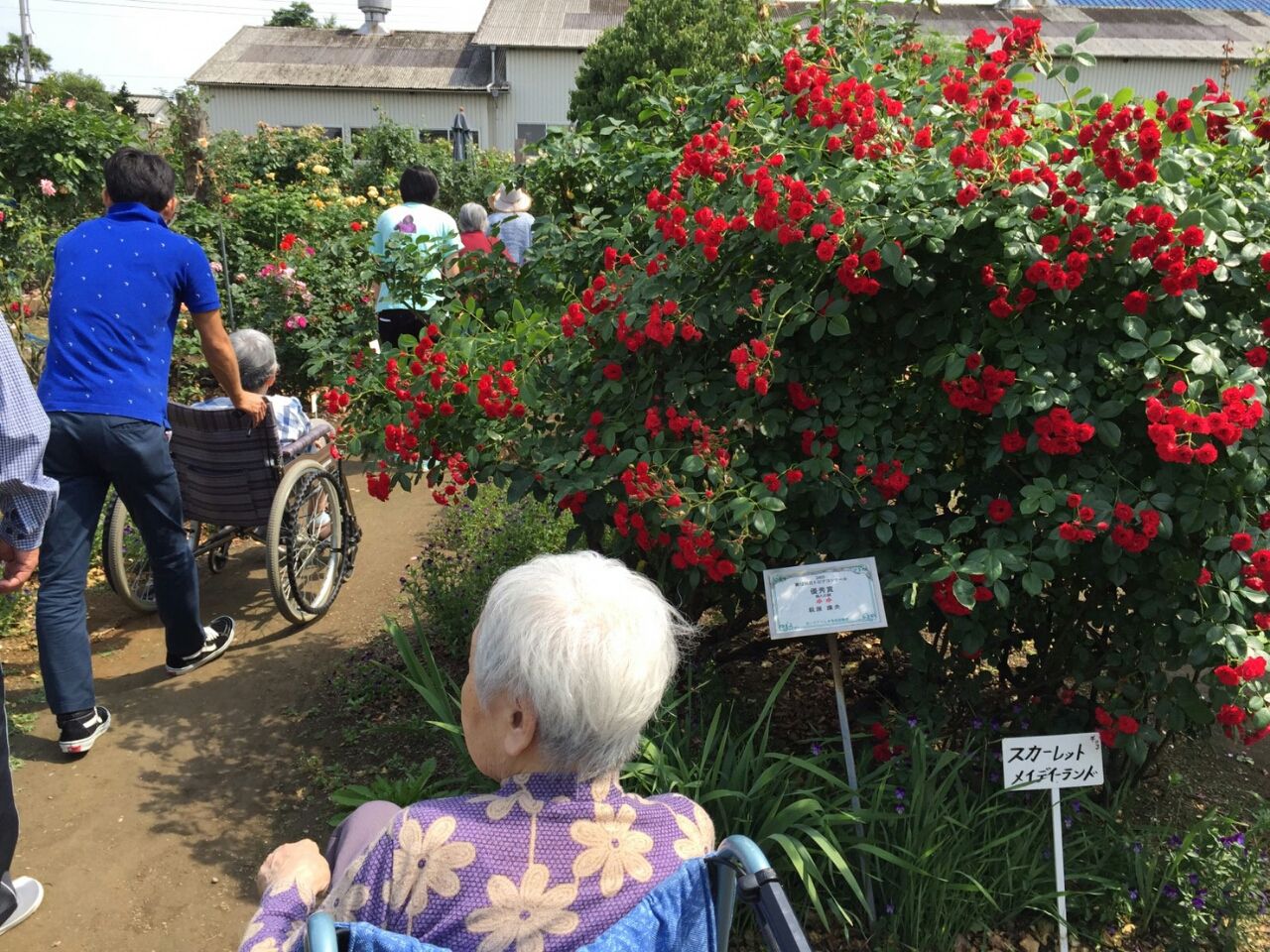 駅前デイ ばら園 あじさい壁画 花みづきグループ スタッフblog