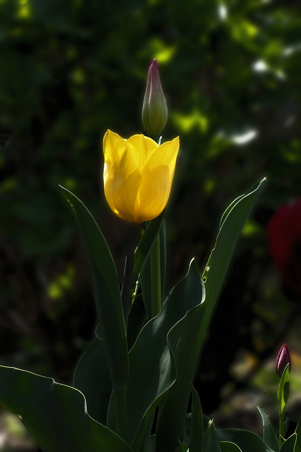 黄色のチューリップ 湖都彩々 黄色のチューリップ 湖都彩々