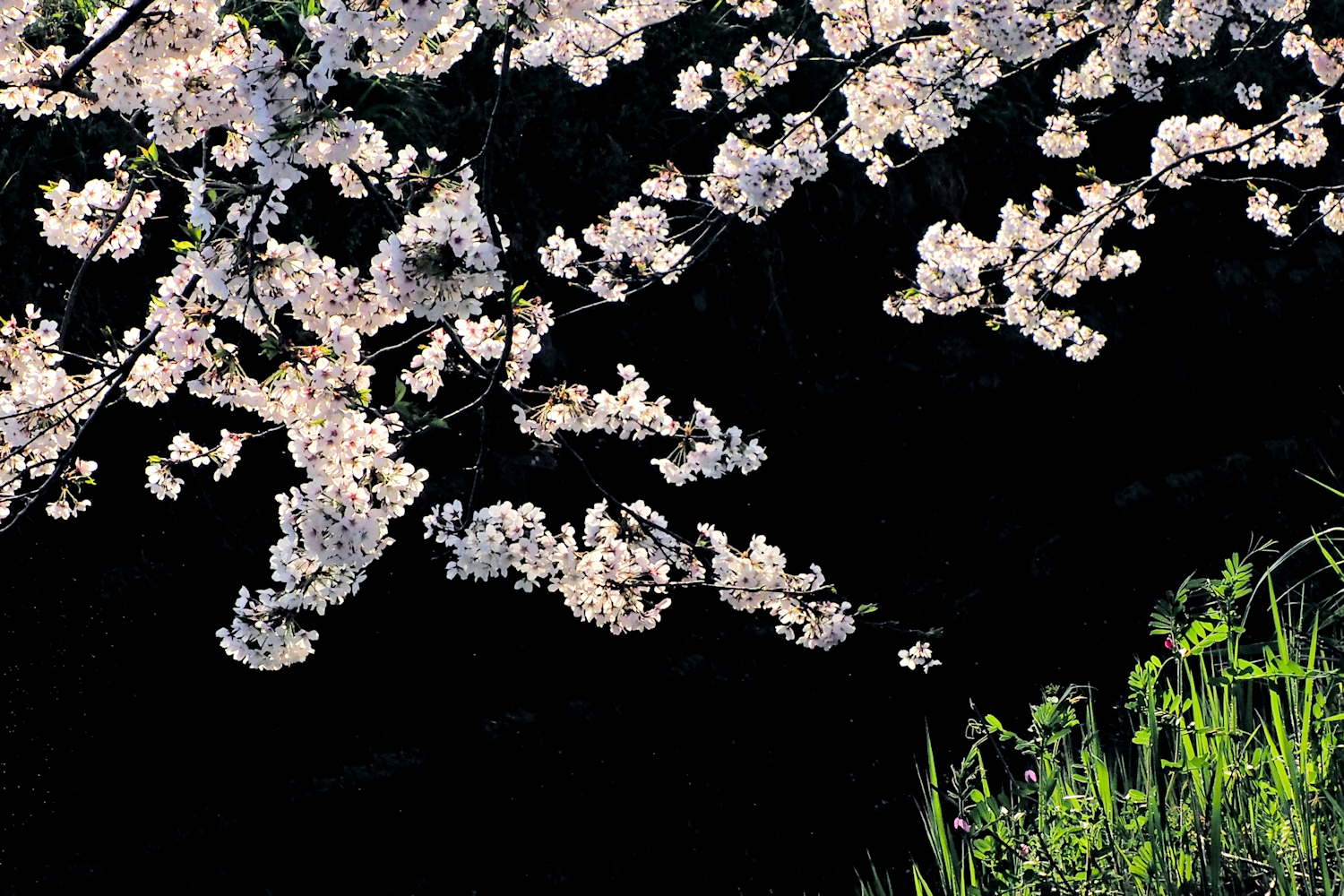 黒い背景と桜 湖都彩々 黒い背景と桜 湖都彩々