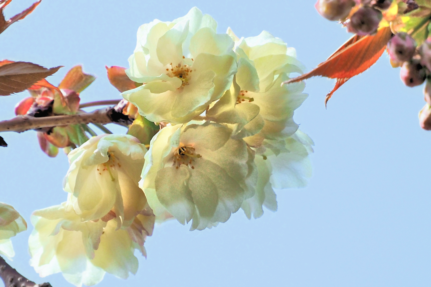 黄桜 ウコンサクラが開花 湖都彩々 黄桜 ウコンサクラが開花 湖都彩々