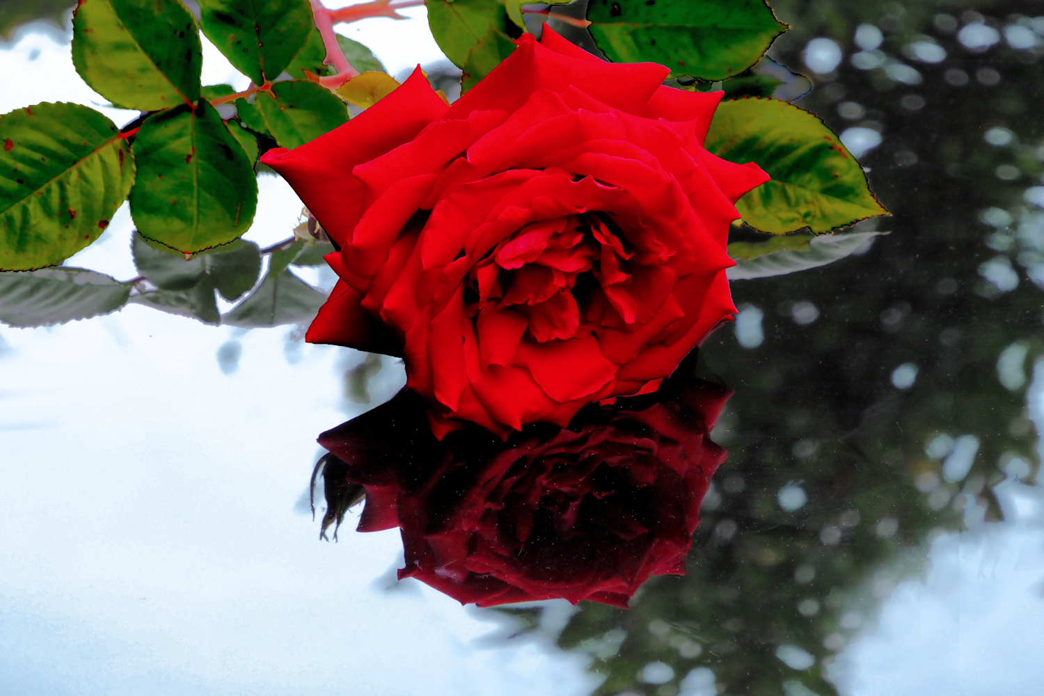 深紅の薔薇 湖都彩々 深紅の薔薇 湖都彩々
