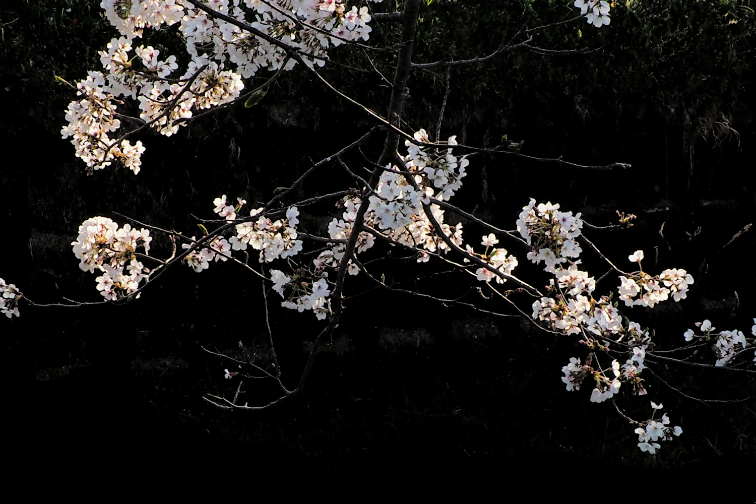 黒い背景と桜 湖都彩々 黒い背景と桜 湖都彩々